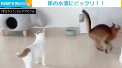 床にこぼれた水滴に“驚く猫”と、対称的に“冷静な弟猫” 日常の一コマに「幸せそー！」と反響