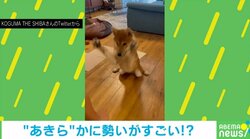 ダイナミックな“伏せ”をする柴犬 勢いが激しすぎる様子に「伏せの音ではないｗｗｗ」「もはや柔道の受け身」と200万回再生