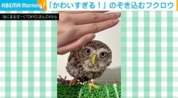 「かわいすぎる！」何度も手で隠されても“のぞき込む”フクロウに「ずっと遊んでいたい！」「そしてウインクw」と反響