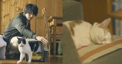 猫欲を満たす、癒しの猫映画3作を紹介！ 福士蒼汰主演『旅猫リポート』新場面写真も到着