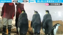 「えっ、飼育員の打ち合わせにペンギン…？」目を疑う珍行動が「貫禄ありすぎ」と話題