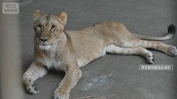 全身の脱水や多臓器不全“熱中症”のような症状…多摩動物園のライオン3頭死ぬ