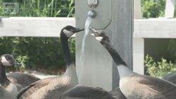 猛暑が独立記念日とW杯直撃…アメリカに熱波襲来『猛暑警報』も