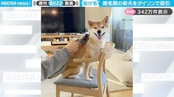 気持ち良さそう！換毛期の柴犬が“ダイソン”で抜け毛を吸引される様子に「良いお顔してる！」「掃除機怖がらないの偉い」と反響