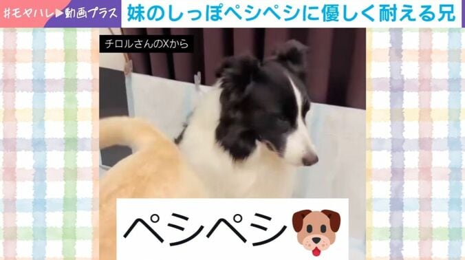 ボーダーコリーのチロルくん