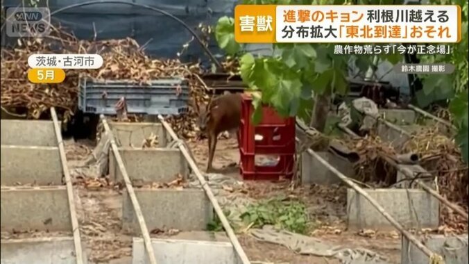 茨城県内では現時点で「繁殖していない」か