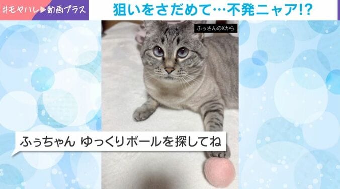 ふぅちゃん