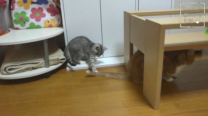 猫「お姉ちゃん遊んでー！」 マンチカン猫姉妹のほっこり日常に密着 6枚目