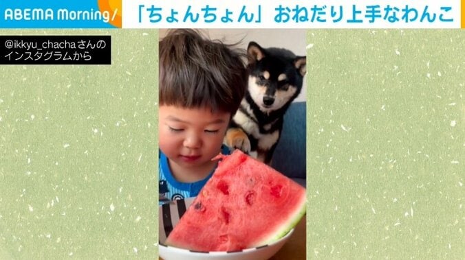 子どもの肩を“ポンポン”！ スイカが欲しい犬のキュートなおねだりに「遠慮がちなのが愛おしい」「ほっこり」の声 1枚目