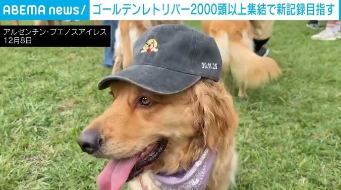 首にスカーフを巻くゴールデンレトリーバー