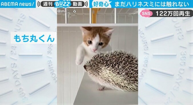 「触りたい。でも…勇気が、出ないよぉ～」子猫が見せる懸命の“肉球”スキンシップが話題 1枚目