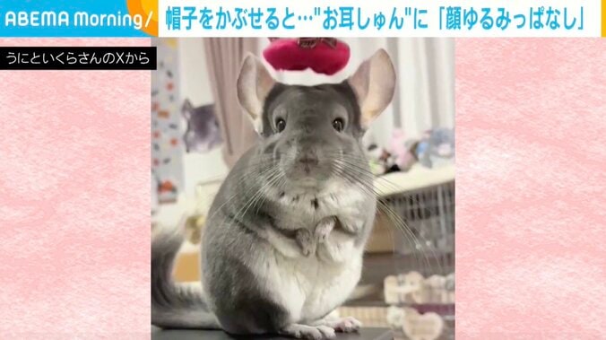 チンチラのいくらちゃん