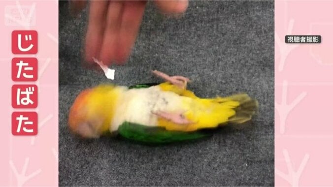 脚はやめてってばー