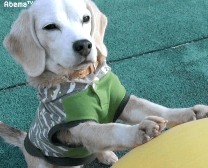 ギネス記録を持つワンコ！ るんるんで玉乗りをする姿に仰天 4枚目