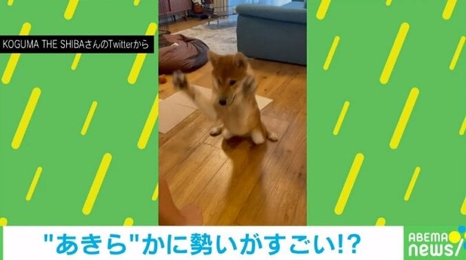 ダイナミックな“伏せ”をする柴犬 勢いが激しすぎる様子に「伏せの音ではないｗｗｗ」「もはや柔道の受け身」と200万回再生 1枚目