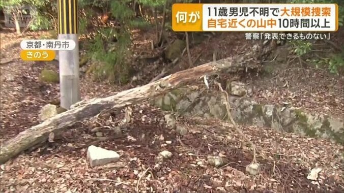 倒木がそのまま放置