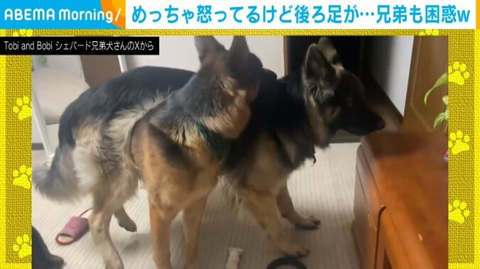 シェパードのBOBIくんとTOBIくん（4歳）