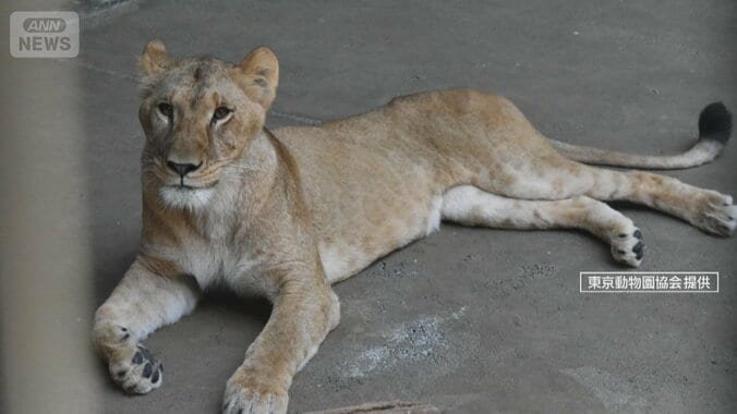 全身の脱水や多臓器不全“熱中症”のような症状…多摩動物園のライオン3頭死ぬ 1枚目