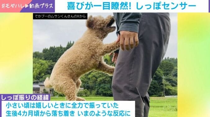 トイプードルのムサシくん