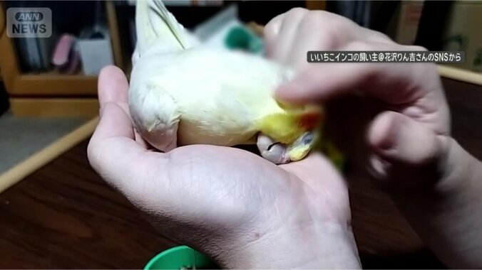 なでられるの好き