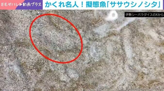 ササウシノシタが隠れていた場所