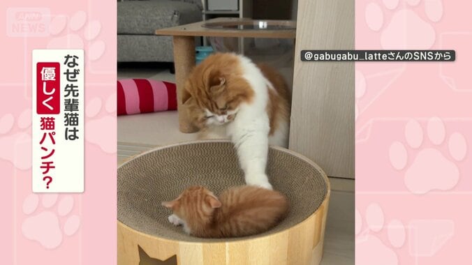 なぜ優しく猫パンチする？