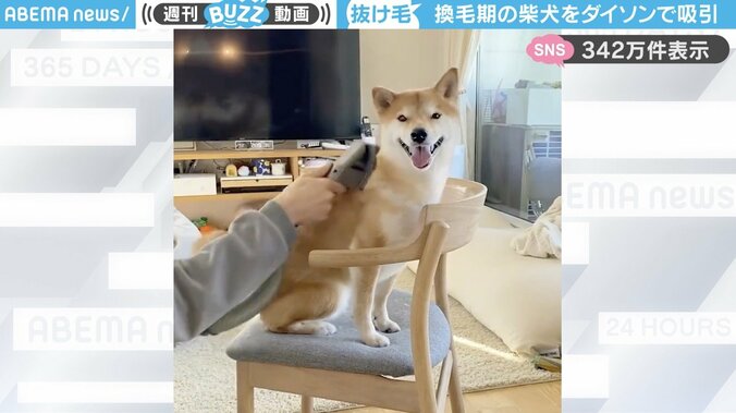 柴犬のりんご郎くん