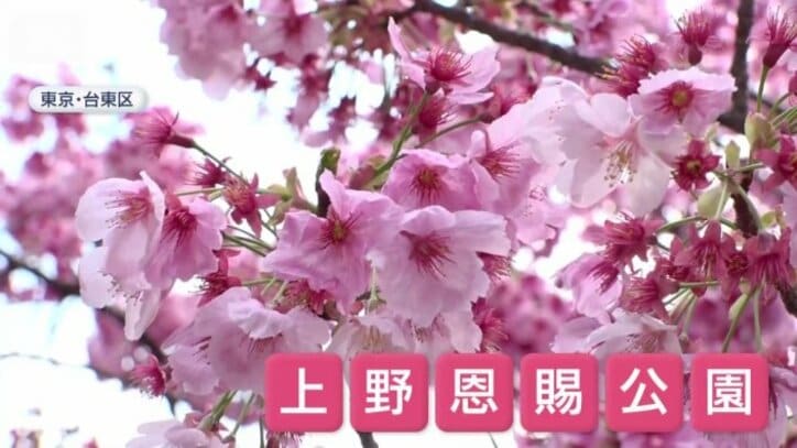 「桜まつり」でにぎわった