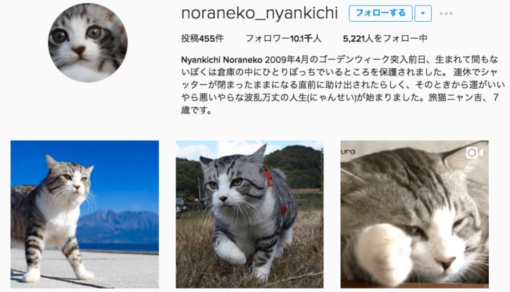 倉庫に捨てられていた野良が“パトロール猫”になるまで  誕生秘話に心温まる