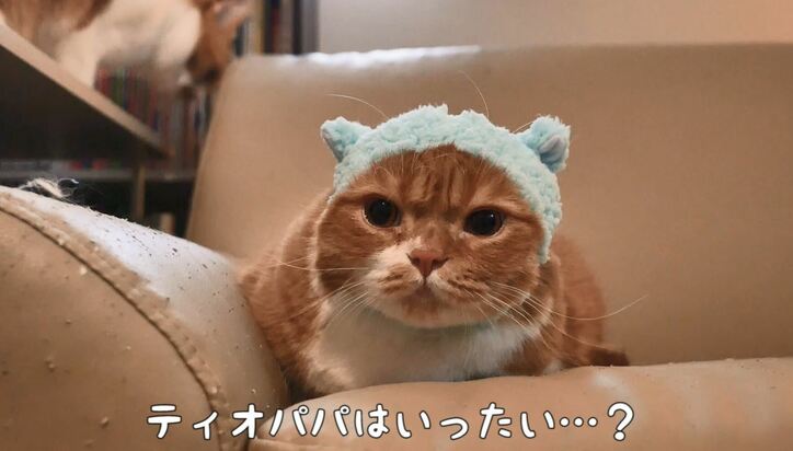 2階建て猫マンション？「満室ですニャ」　マンチカンズの可愛い成長ヒストリーが放送決定