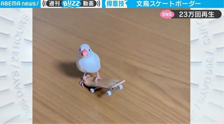 「コナン君 顔負け」スケボーを乗りこなす文鳥 華麗な技と“ドヤ顔”がネットで話題