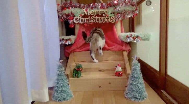 猫「もふもふにゃ〜!」 手作りこたつに興奮する猫がかわいすぎる