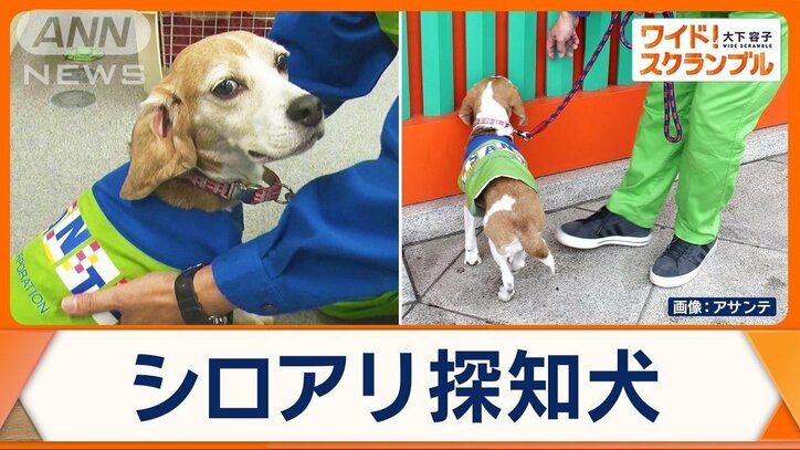 シロアリ探知犬　鋭い嗅覚で居場所特定　日本の文化財を救う“切り札”に？