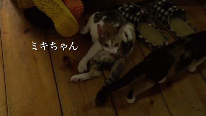 「お待ちしておりましたニャ」旅人を癒す伊豆のモフモフ猫たち