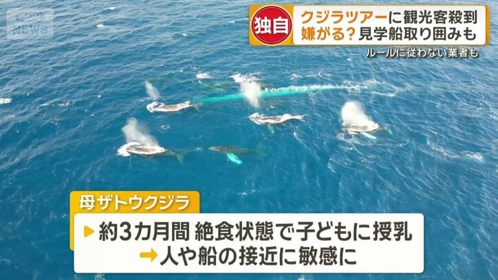 特に母クジラは周囲の環境に敏感