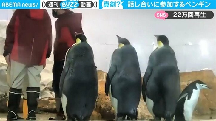 「えっ、飼育員の打ち合わせにペンギン…？」目を疑う珍行動が「貫禄ありすぎ」と話題