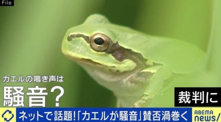 「カエルの鳴き声への騒音対策をお願いします」田んぼの持ち主へのクレームが話題 少数意見はどう汲み取るべき？