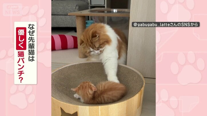 なぜ優しく猫パンチする？