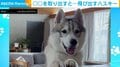 昼寝中でも反応!“大好物”を取り出すだけで必ずやってくる犬の姿に「期待に満ちた目」「探すプロ」反響続々