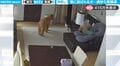 飼い主がいない間、犬と猫はどうやって遊んでいるのか?微笑ましすぎるペットカメラの映像に反響「犬が終始翻弄されてるww」「絶妙な距離感」