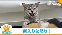 【映像】おもちゃの猫を撫でると激怒する飼い猫