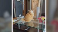 【映像】猫が始めたヤバい儀式