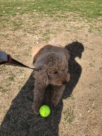 田中美佐子『ワンコ』