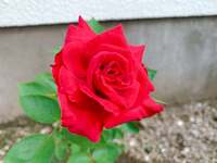 ベッキー『鍼』