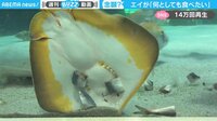 【映像】エイが見せた食への執念