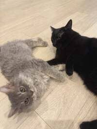 川崎希『中耳炎の経過。。。』