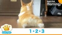 コーギー犬が床に伏せ→後ろ脚をパカッ