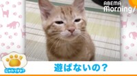【映像】鏡の中の自分と戦う子猫に起きたアクシデント