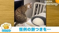 餅つきに合わせて“首をかしげる猫” 不思議そうに見守る姿が反響
