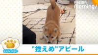 【映像】不思議な体勢でじーっと見つめる柴犬